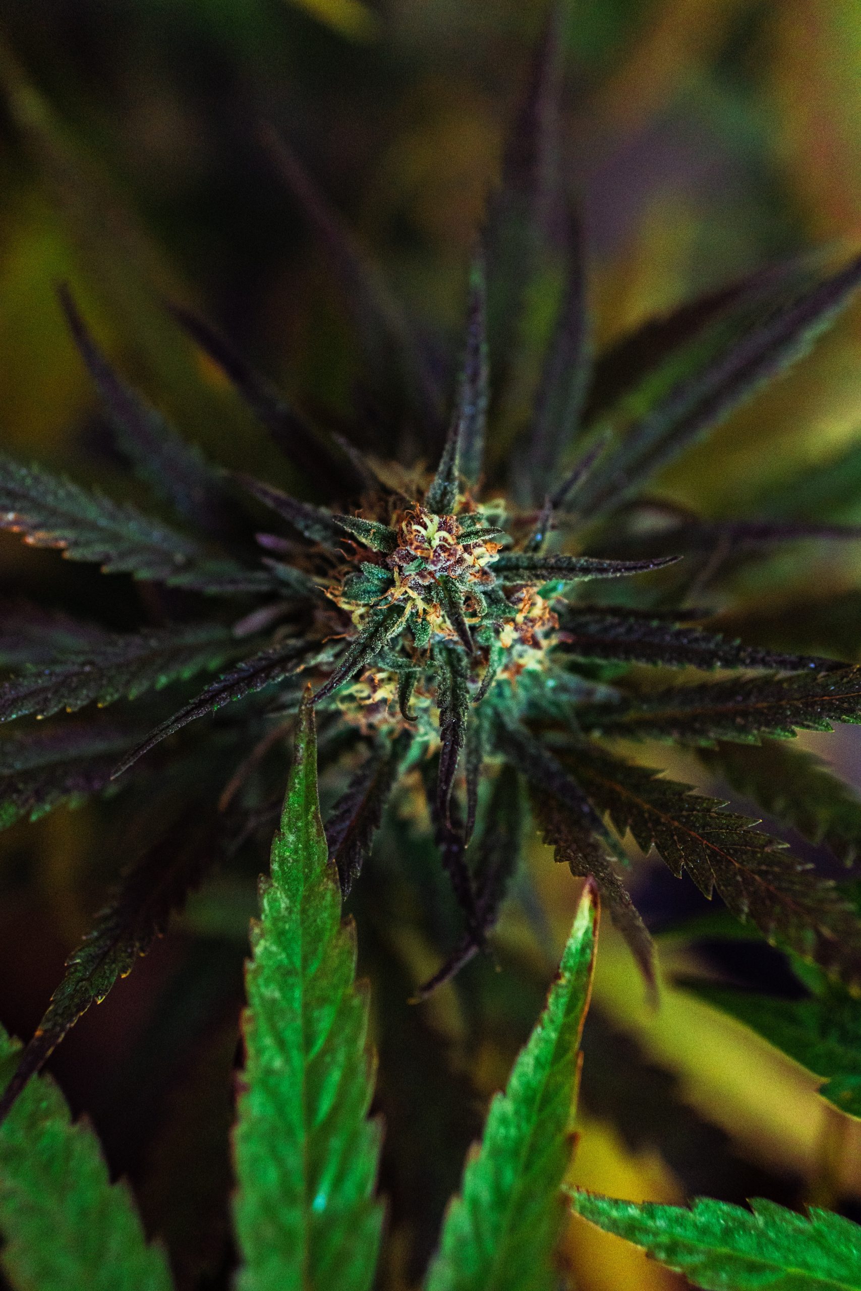 CBD flower cannabis plant